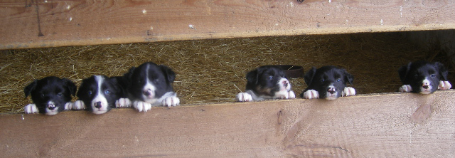 Border Collies schauen durch Zaun