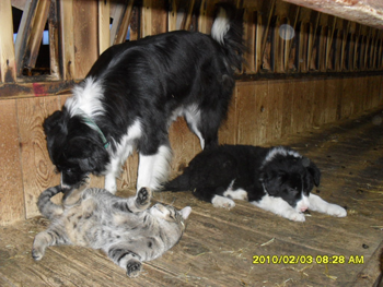 Border Collies mit Katze