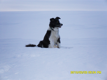 Border Collie im Winter