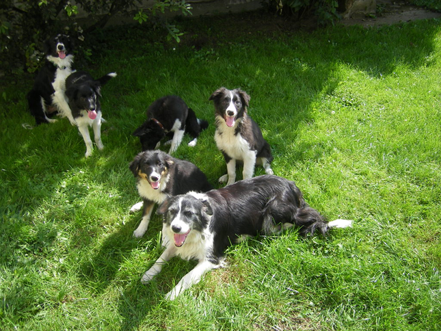 Border Collies auf Wiese