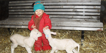 Kleines Mädchen füttert Schafe