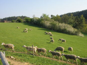 Täglicher Weidegang unserer Schafe