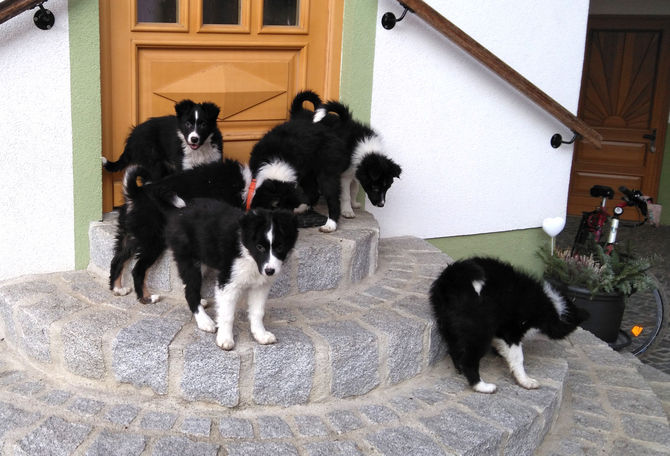 Welpen Border Collies 2017